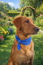 Pet Neck Tie & optional Matching hair Scrunchie - Blue Polka Dot