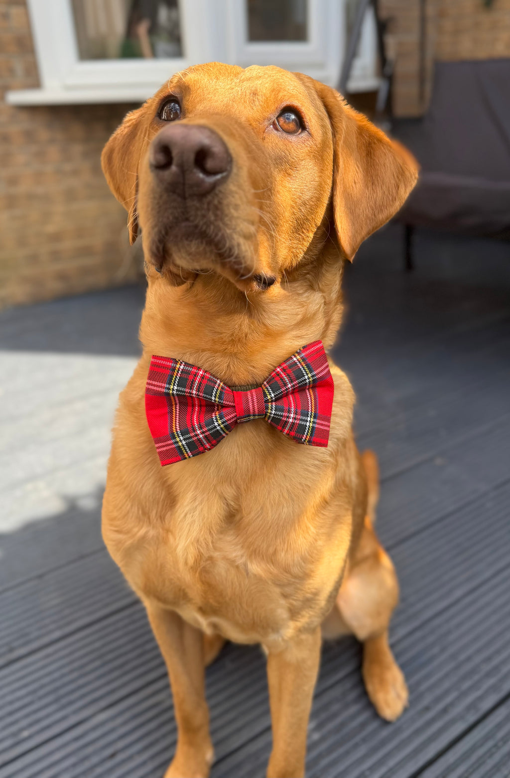 Handmade Dog or Cat Bow - Sailor Bow or Bow tie - Red Tartan