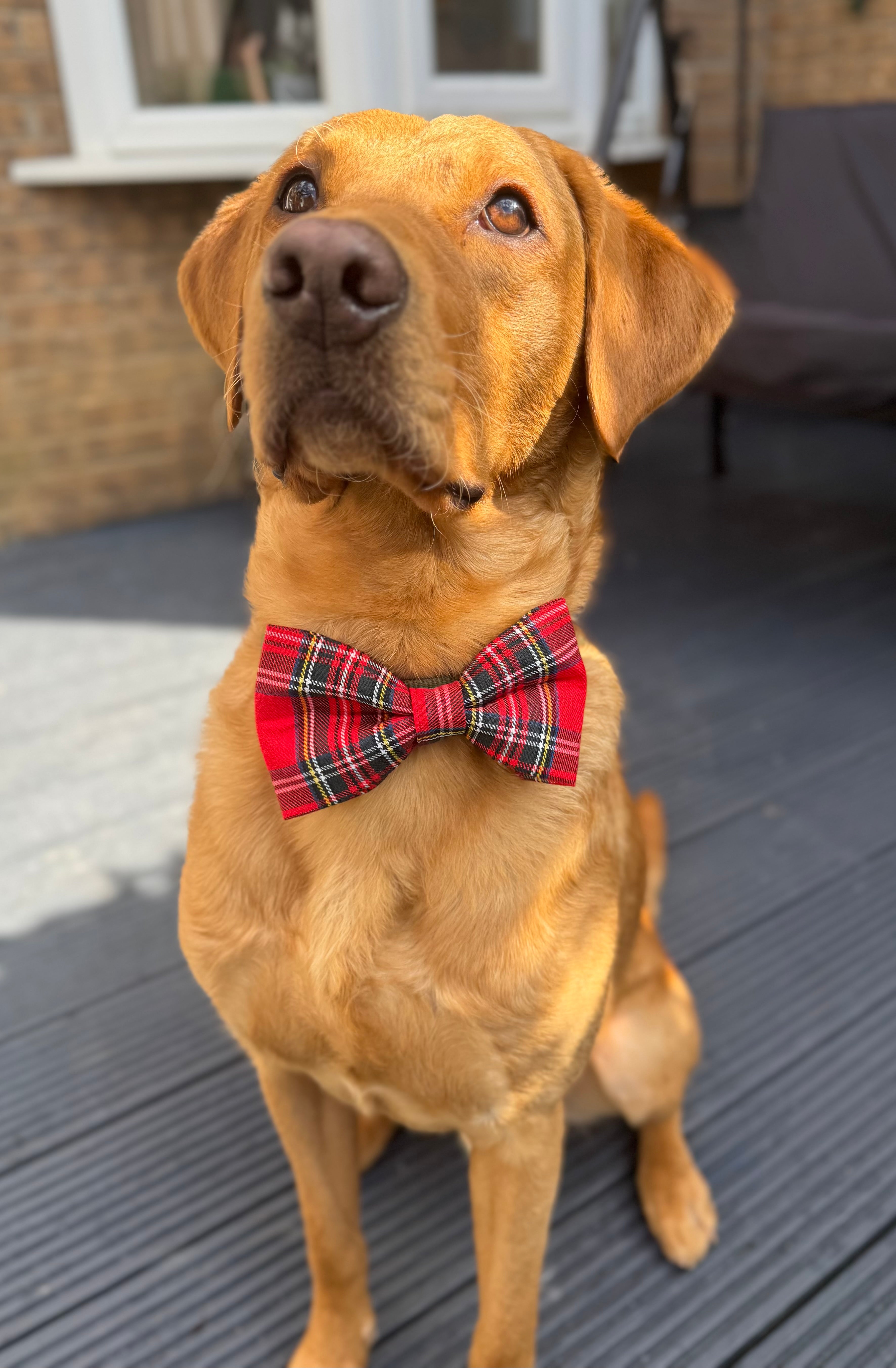 Handmade Dog or Cat Bow - Sailor Bow or Bow tie - Red Tartan