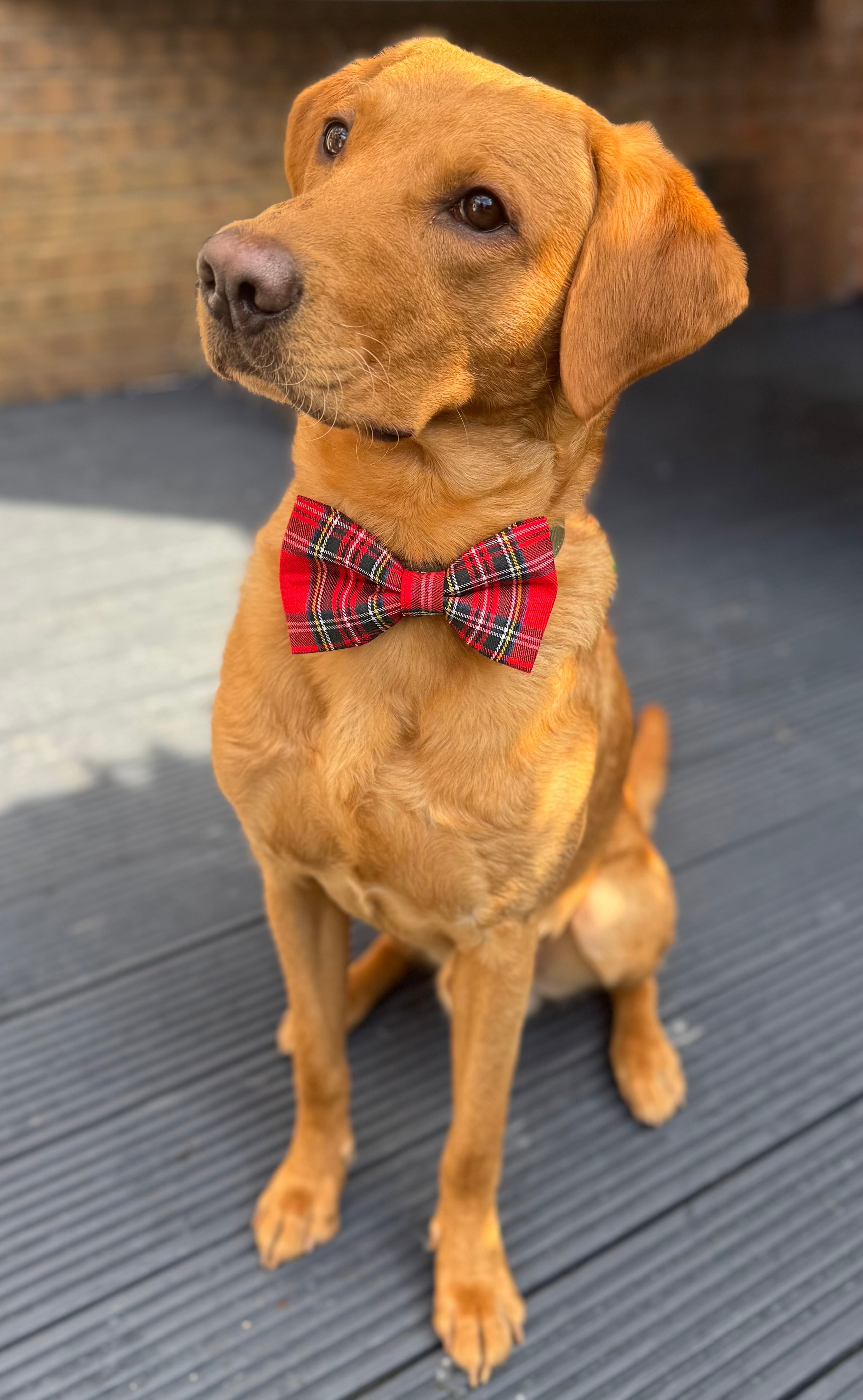 Handmade Dog or Cat Bow - Sailor Bow or Bow tie - Red Tartan