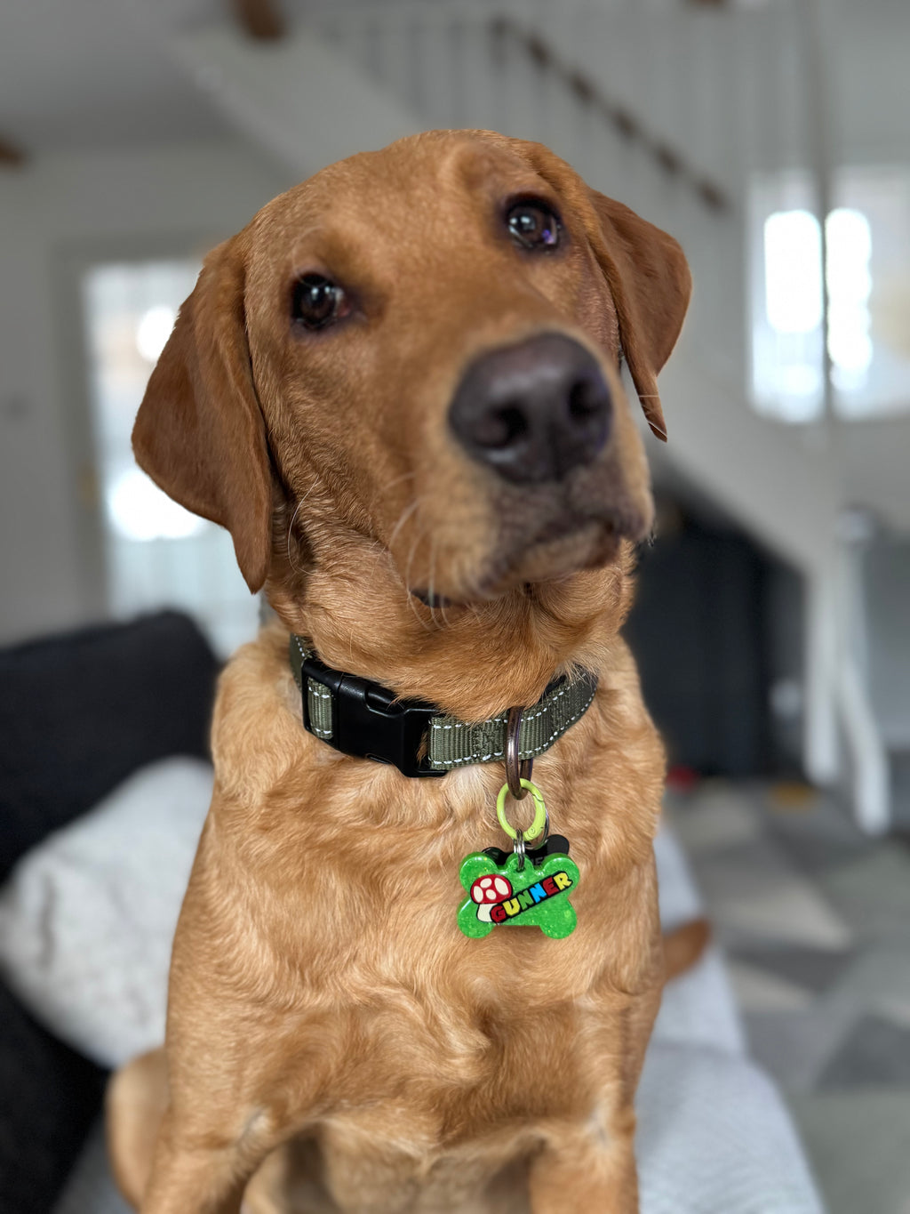 Custom Themed Dog Tags