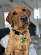 Custom Themed Dog Tags