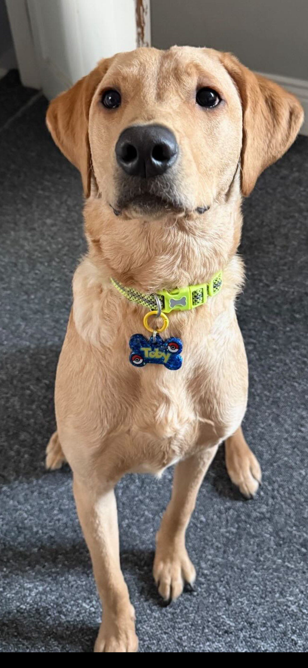 Custom Themed Dog Tags